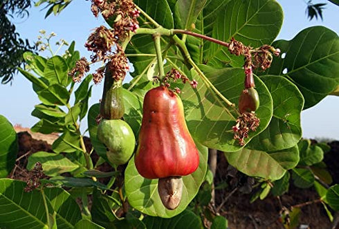(2LB) Organic Whole Raw Cashews -Non-GMO, No shell, Unsalted, Unroasted Vegan Bulk Premium Quality