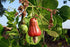 (1 LB) Organic Whole Raw Cashews -Non-GMO, No shell, Unsalted, Unroasted Vegan Bulk Premium Quality