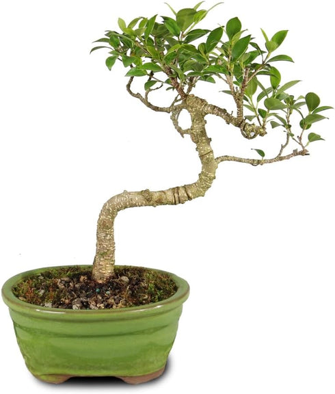 4 5-8 Inches Brussel's Bonsai - Live Golden Gate Ficus Bonsai Tree in Ceramic Bonsai Pot, Indoor Bonsai Plant, Years