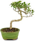 4 5-8 Inches Brussel's Bonsai - Live Golden Gate Ficus Bonsai Tree in Ceramic Bonsai Pot, Indoor Bonsai Plant, Years