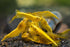 Generic 7 7 7 (Pack 21+) Orange, Yellow & Blue Dream Three Mix Colors Live Shrimps Freshwater Shrimp High Grade Live