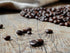 100% 3lb, San Francisco Bay French Roast Gourmet Dark Roast Arabica Coffee, Kosher