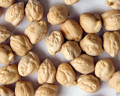 wbut Chickpeas Plant Seed, (100 Seeds) A.k.a Garbanzo Beans, Gram, Easy to Grow,