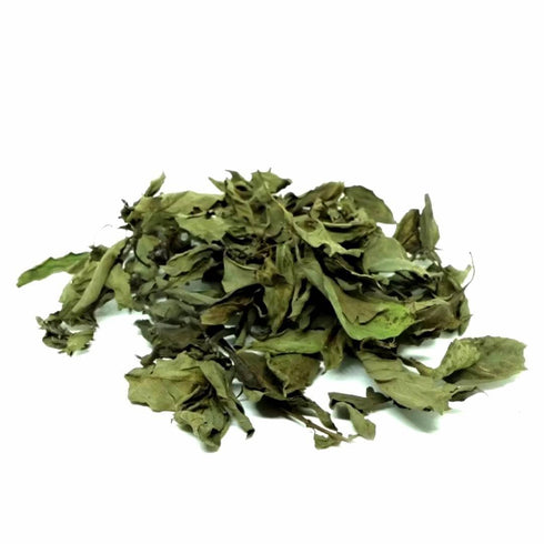 Generic 100% Natural,1.76oz (50g.) Pack. Thai Basil Leaves, Premium Quality, Authentic Thai Herb for Cooking, Fragrant