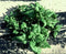 Spinach New Zealand 250 Seeds