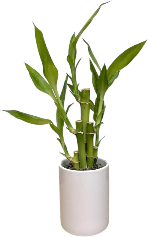 10-12 Inches Lucky Bamboo Live Plant in Decorative Pot, Easy to Maintain Indoor Houseplant, Perfect for Home, Room