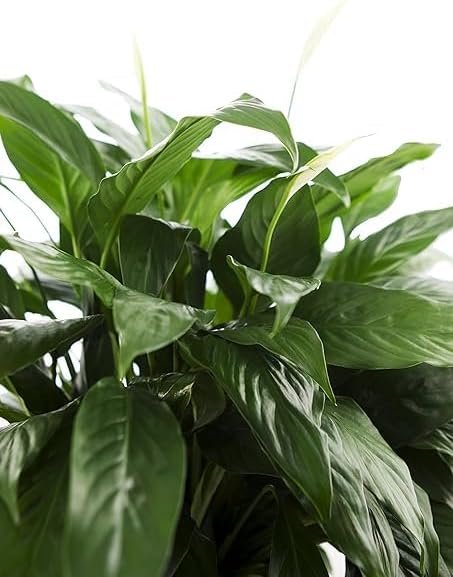 6 inch Large Purifying Peace Lily in Pot - Fall Collection - KaBloom Prime Next Day - Gift for Birthday, Get Well