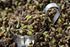 Spiceology Dried Marjoram Leaves - 4 Ounces