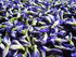 MAKALIN BRAND 100% (1000 Butterfly pea Flowers Whole, Dried Herb g)