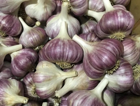 Generic 8 Hardneck Garlic Tuber for Planting - Purple Italian Hardneck Garlic Tuber