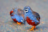 Generic 6+ 6 Fertile Quail Hatching Eggs Button Quail Hatching Eggs Mixed Varieties Farm Fresh & High Hatch Rate LSJ