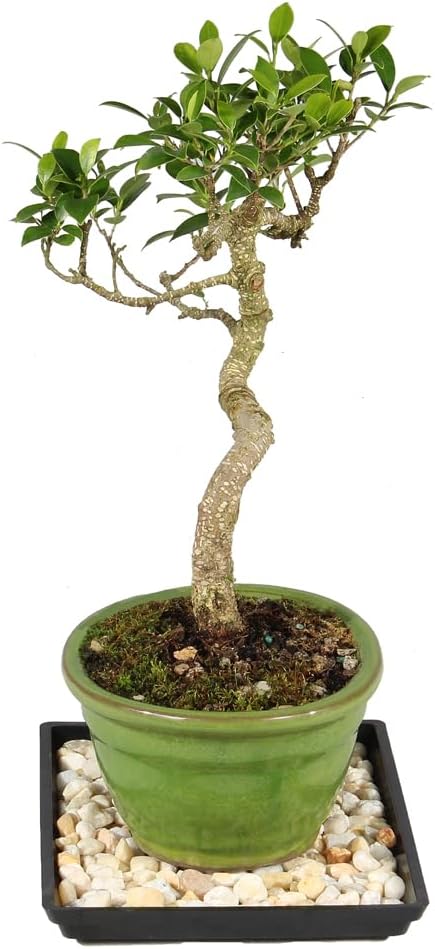 7 8-16 Inches Brussel's Bonsai - Live Golden Gate Ficus Bonsai Tree with Ceramic Bonsai Pot & Humidity Tray, Indoor