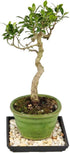 7 8-16 Inches Brussel's Bonsai - Live Golden Gate Ficus Bonsai Tree with Ceramic Bonsai Pot & Humidity Tray, Indoor