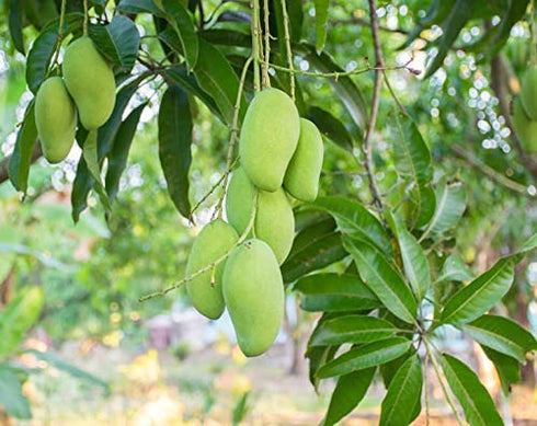 5 Food to Live Dried Diced Mango, Pounds Sweetened, Unsulfured, Sulfite Free Chunks, No Added Color, No Artificial