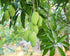 5 Food to Live Dried Diced Mango, Pounds Sweetened, Unsulfured, Sulfite Free Chunks, No Added Color, No Artificial