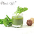 Plant Gift 100g/3.52oz 100% Spinach Powder - Green Powder for Juice, Smoothies, Soups, Baked Dishes, and Recipes, Pure