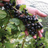 12 oz Fancy Black Currant Jelly by Pioneer Valley
