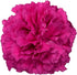 50 FlowerPrime Purple Carnations - Fresh Natural Cut Flowers