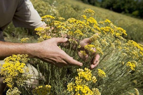 unbranded Immortelle 7 OZ, 200 Helichrysum Dried Flowers from Armenia grams Wild Harvest PREMIUM QUALITY
