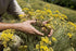 unbranded Immortelle 7 OZ, 200 Helichrysum Dried Flowers from Armenia grams Wild Harvest PREMIUM QUALITY