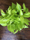 Neon Pothos - Live Plant in a 6 Inch Pot - Epipremmum