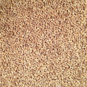 Grain Place Foods 2 lb | Non-GMO Organic Hulled Barley | Made in the USA | Bag