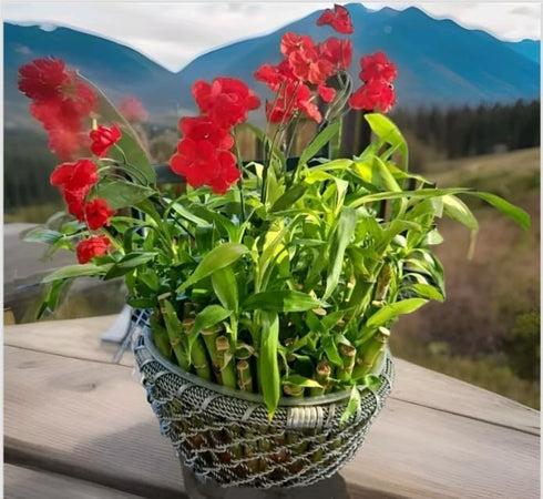 Generic Bring Positive Energy - 7 Lucky Bamboo - 5 stalks 4 inches