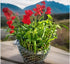 Generic Bring Positive Energy - 7 Lucky Bamboo - 5 stalks 4 inches