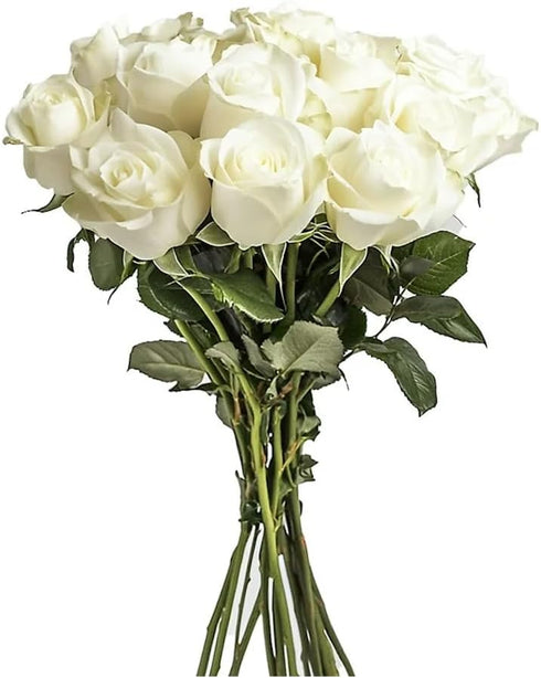 Generic Dozen 12 50CM/19.69IN) One Fresh Roses Bouquet, Premium Long-Stem Ecuador Roses, Hand-Tied Floral Arrangement