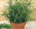 VSOP (375 ml 12.68 oz) French Tarragon Aged White Balsamic Vinegar of Modena /
