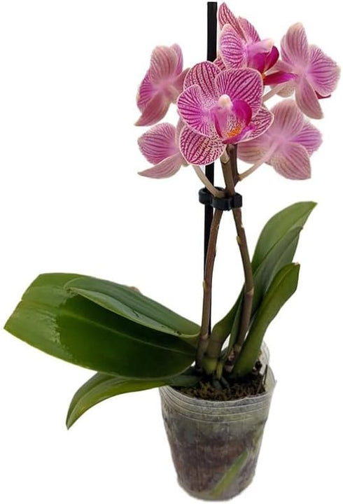 Surprise Moth Orchid Plant - Phalaenopsis - 2" Pot - Easy House