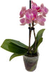 Surprise Moth Orchid Plant - Phalaenopsis - 2" Pot - Easy House