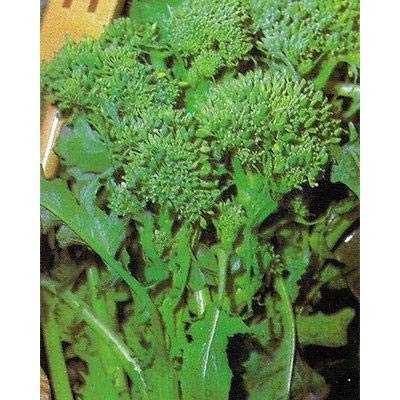 Generic Toscana Rapini - Broccoli Raab