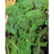 Generic Toscana Rapini - Broccoli Raab