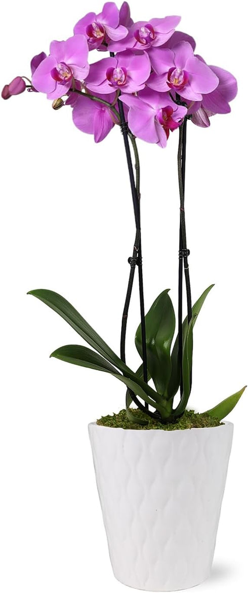 Green Circle Growers Pink Orchid in a 5" White Pot, Indoor Live