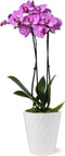 Green Circle Growers Pink Orchid in a 5" White Pot, Indoor Live