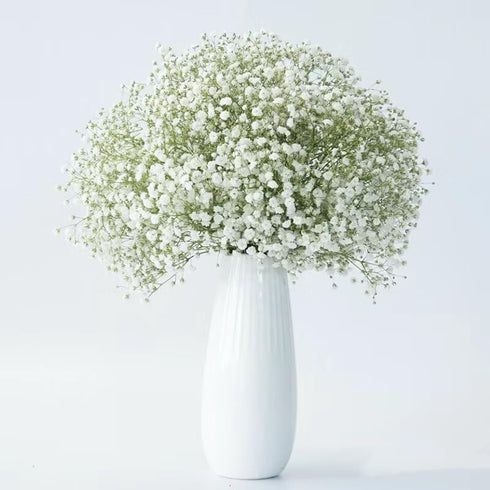 10 Stems Fresh White Gypsophila Flowers Can Be Stored In Water Or Dried Naturally Home hydroponic flower