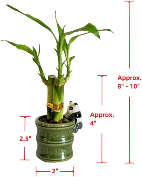 Generic (2PK Coop & Harp Small Lucky Bamboo Live Indoor Plant with Ceramic Vase, Live Indoor Lucky Bamboo for Home