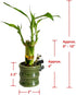 Generic (2PK Coop & Harp Small Lucky Bamboo Live Indoor Plant with Ceramic Vase, Live Indoor Lucky Bamboo for Home