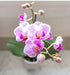 Charming Mini Pink Orchid Plant for Celebrations and Special Occasions