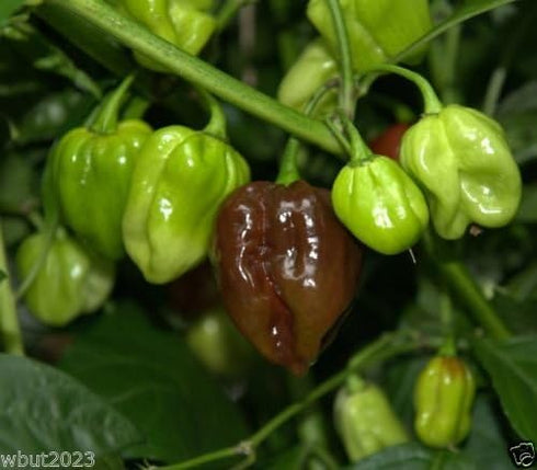 Jamaican Chocolate Habanero Pepper Seeds - Grow Your Own Spicy Flavor