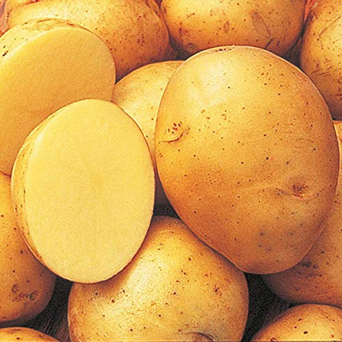 Generic (2 Yukon Gold Fresh Yellow Potatoes, USA GROWN, NON-GMO, Bulk Pounds)