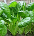 Komatsuna Oriental Mustard Spinach Taste(100 -stir-Fried, Pickled, Boiled-Great - Seeds)