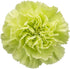 50 FlowerPrime Green Carnations - Fresh Natural Cut Flowers