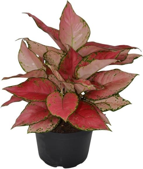 6 Inch 3-Pack Live Aglaonema Chinese Evergreen, Lucky Plant Growers Choice of Ruby Ray, Lady Valentine, or Lucky Red