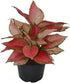 6 Inch 3-Pack Live Aglaonema Chinese Evergreen, Lucky Plant Growers Choice of Ruby Ray, Lady Valentine, or Lucky Red