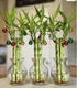 Generic Lucky Bamboo Plants - 6 stalks 8 inches Tied in Gold Wire