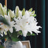 5 stems fresh-cut multi-petal lilies Scented for a long time and good for hydroponic flower arrangements Shipped