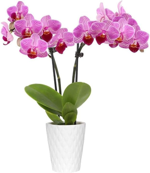 From You Flowers - Graceful Mini Orchid for Birthday, Anniversary, Get Well