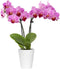 From You Flowers - Graceful Mini Orchid for Birthday, Anniversary, Get Well